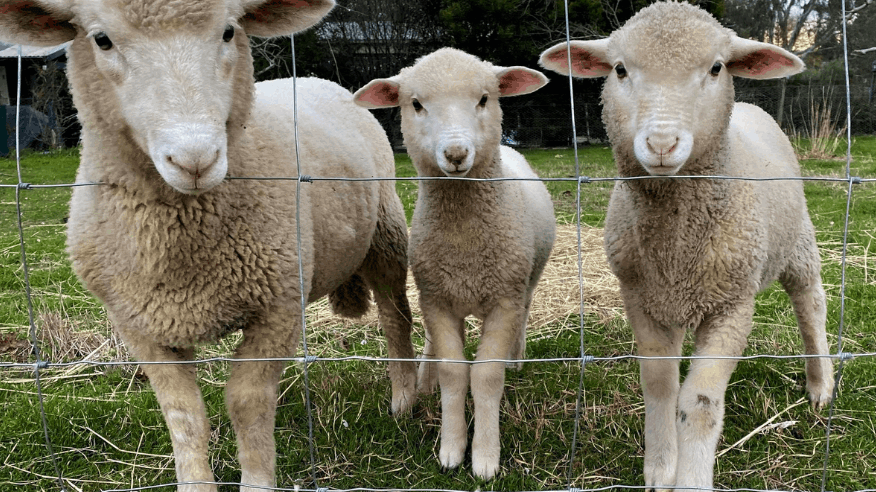 Surya Australia Ethical Cruelty free Mulesing free sheep wool