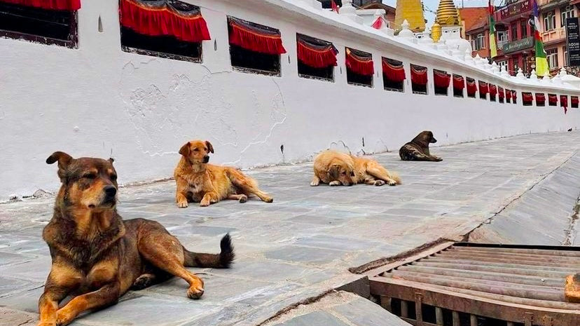 FELT Pooches Helping STREET Pooches
