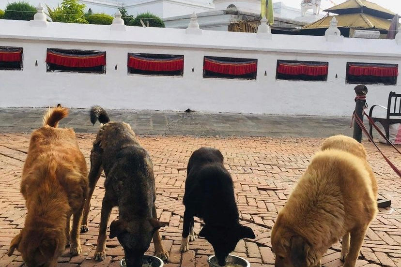 How to help street dogs in Nepal - Surya Australia