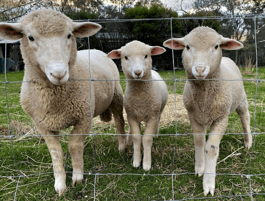 Surya Australia Ethical Cruelty free Mulesing free sheep wool