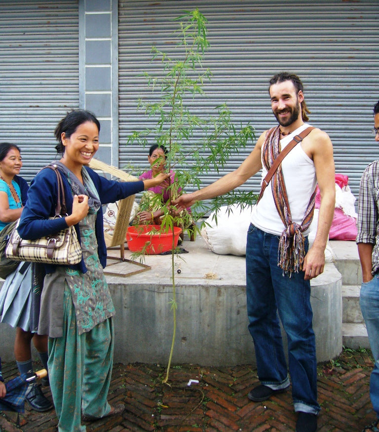 Harvesting the Hemp Plant in Nepal