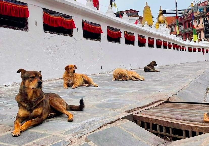 FELT Pooches Helping STREET Pooches