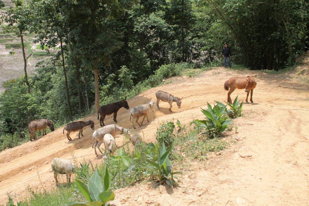 Rescued Brick Industry Donkeys Living the Good Life in Nepal