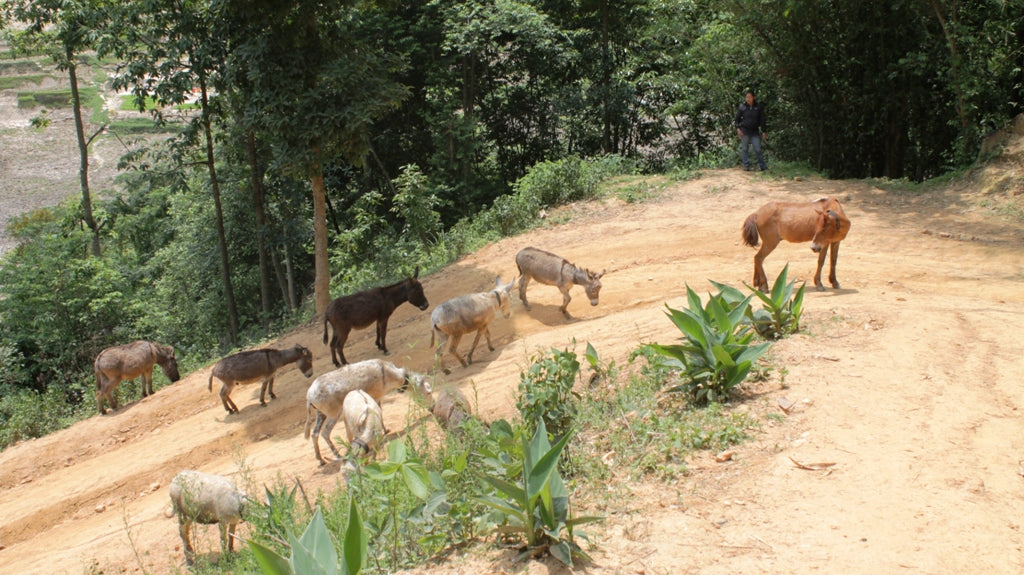 Rescued Brick Industry Donkeys Living the Good Life in Nepal