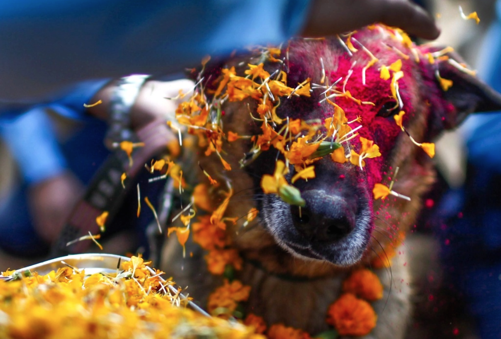 The World's Friendliest Festival for Dogs