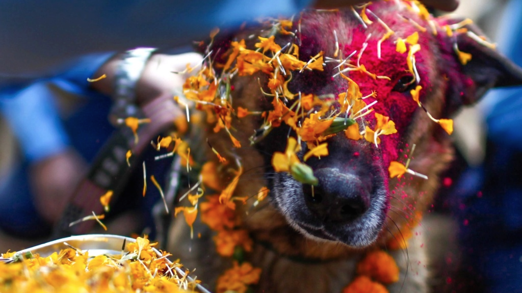 The World's Friendliest Festival for Dogs