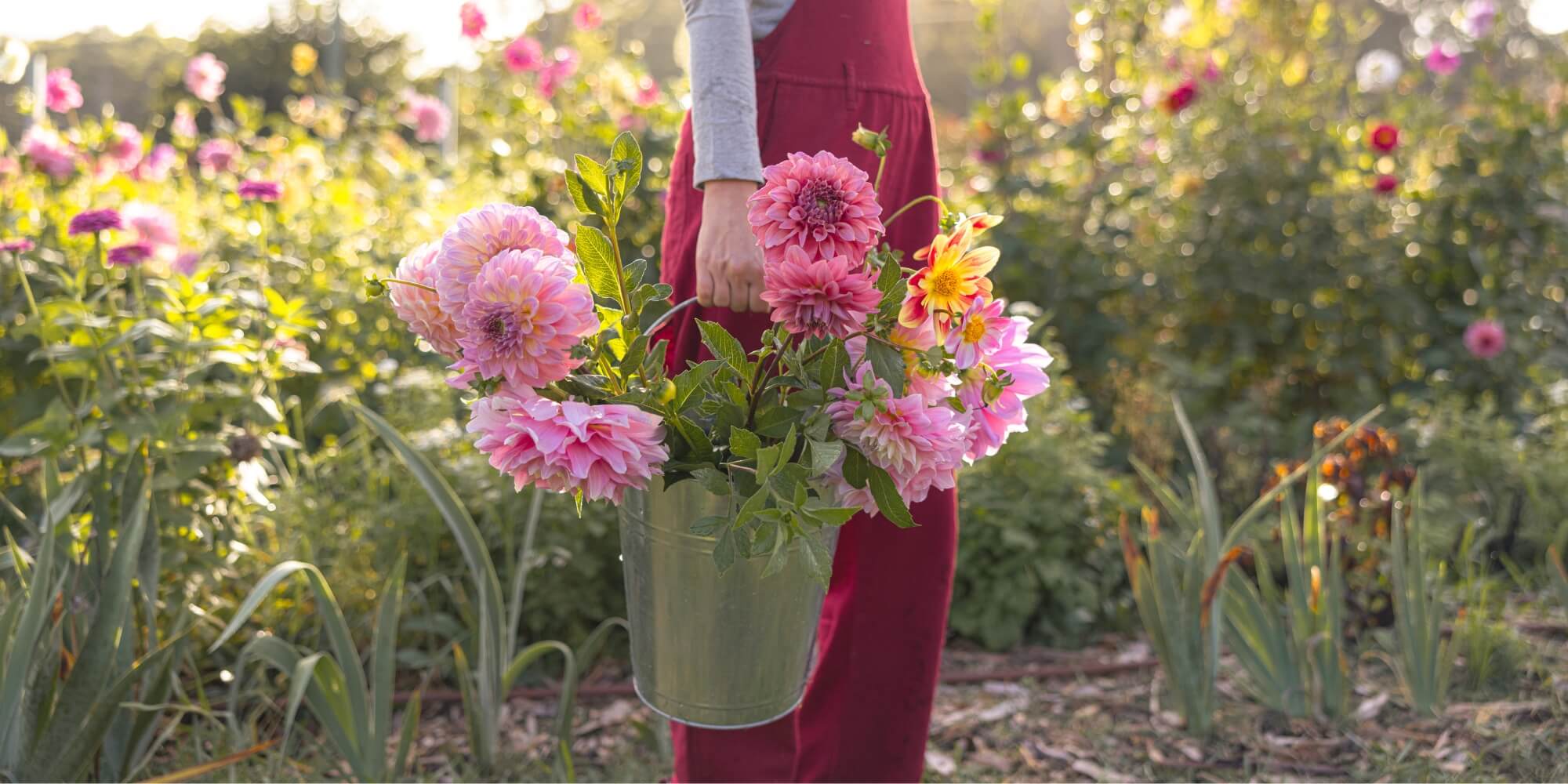 Petal + Bee Flower Farm x Surya