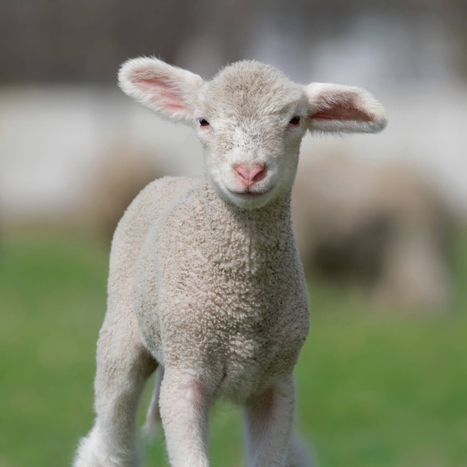 Cruelty free sheep wool