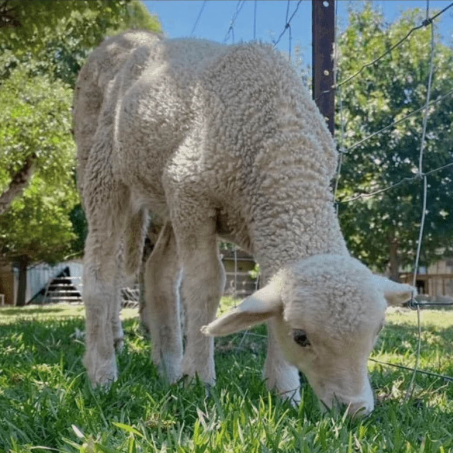 Cruelty free merino wool