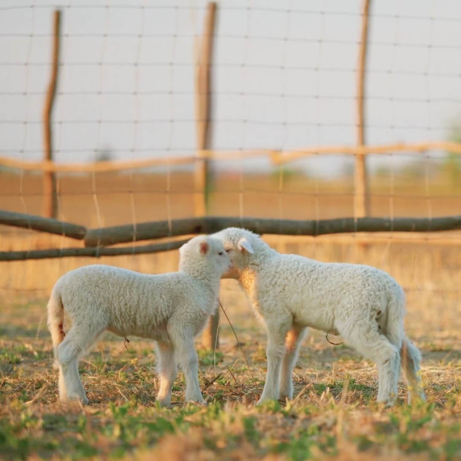 Mulesing free wool explained