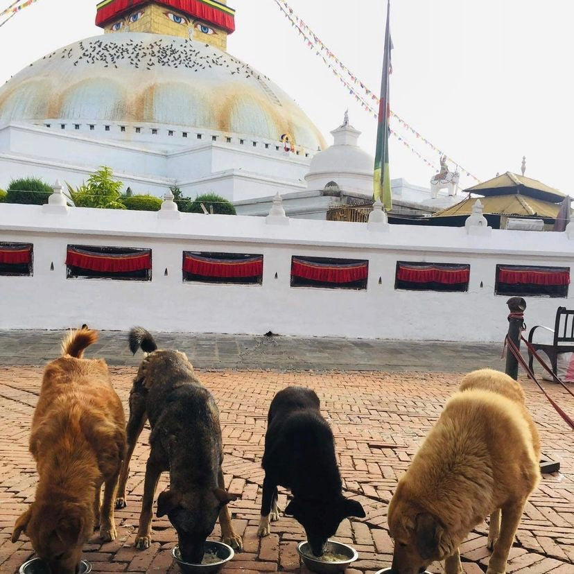How to help street dogs in Nepal - Surya Australia 