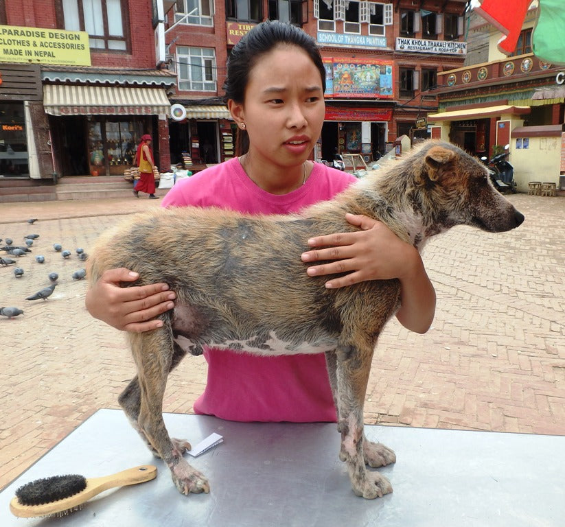 Treating street dogs in Kathmandu, Nepal