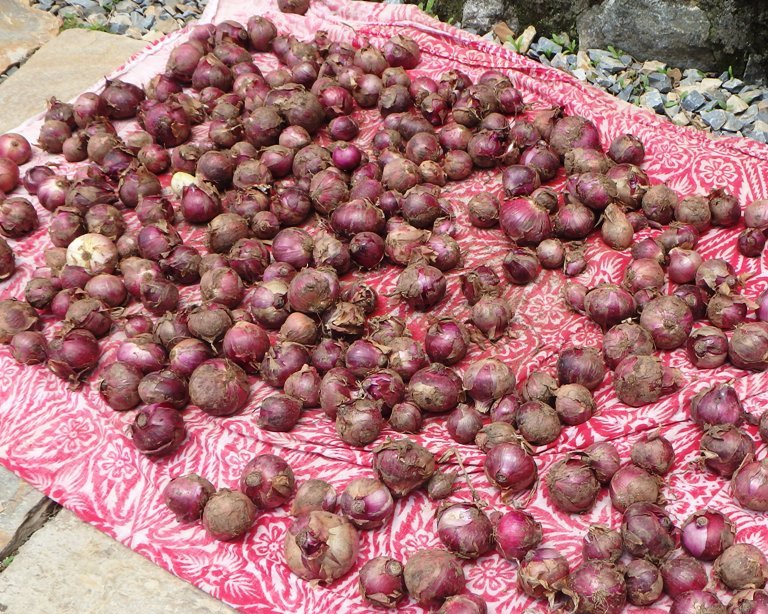 Surya Australia Natural and Low Impact Dyes from Nepal