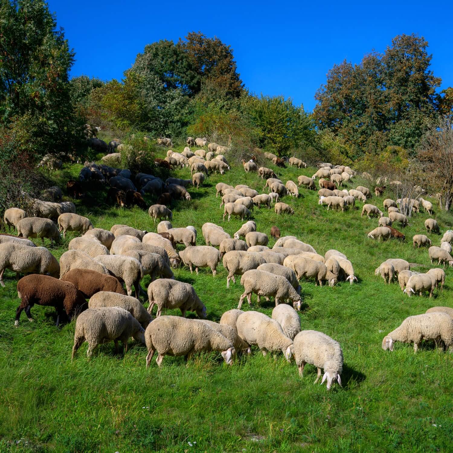 Happy sheep because they are un-mulesed