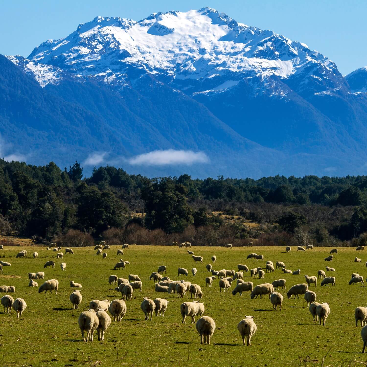 Our cruelty free sheep wool