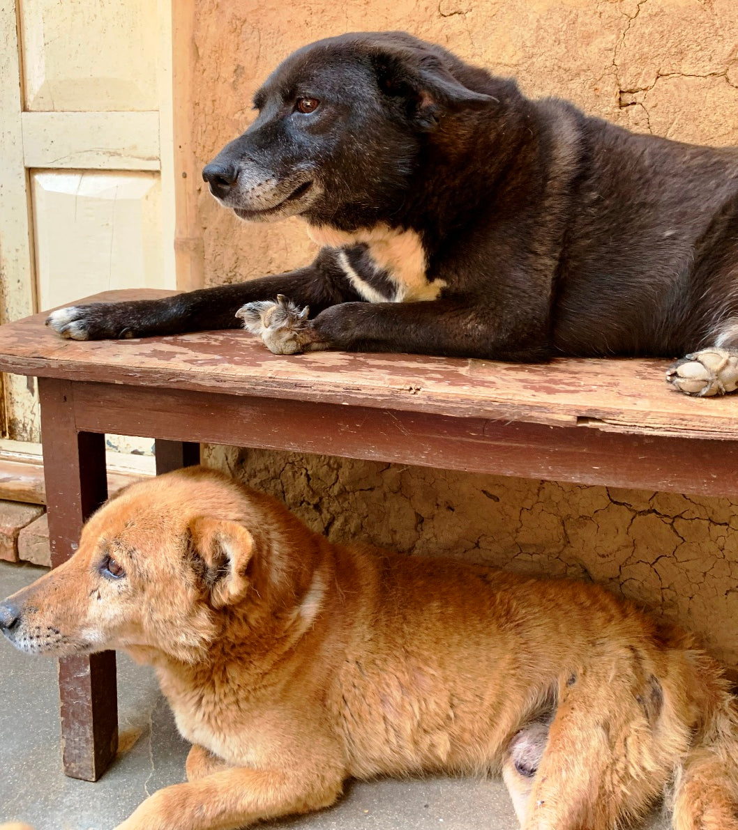 Street dogs in Kathmandu, Nepal